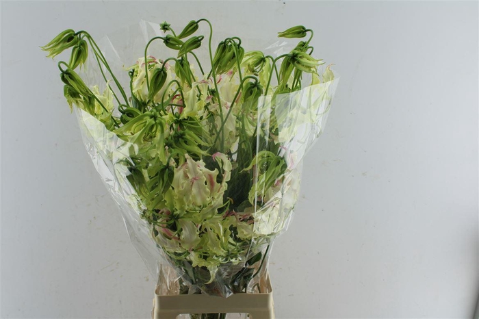 <h4>Gloriosa White</h4>