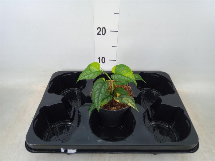 <h4>Monstera   ...</h4>