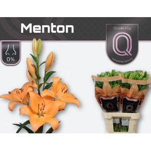 LI LA MENTON 5+