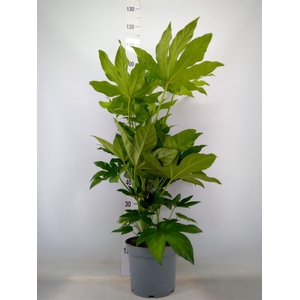 Fatsia japonica   ...