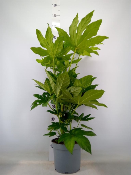<h4>Fatsia japonica   ...</h4>