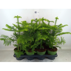 Araucaria heterophylla