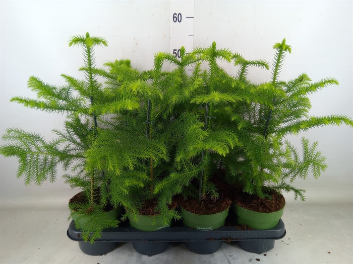 <h4>Araucaria heterophylla</h4>