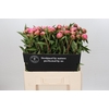 Paeonia Catharina Fontijn