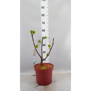 Ficus carica