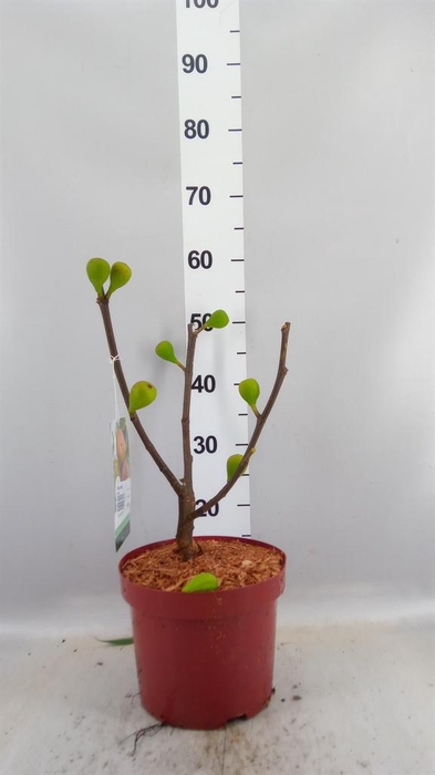 <h4>Ficus carica</h4>