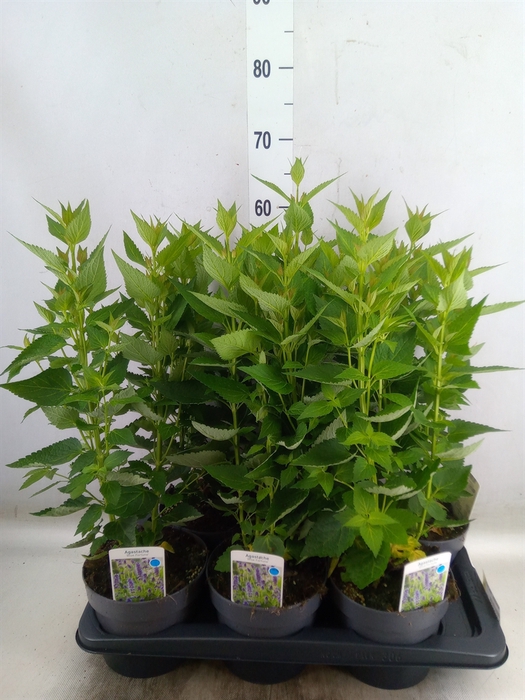 <h4>Agastache  'Blue Fortune'</h4>