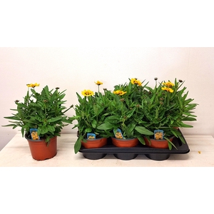 CORE GRANDIFLORA