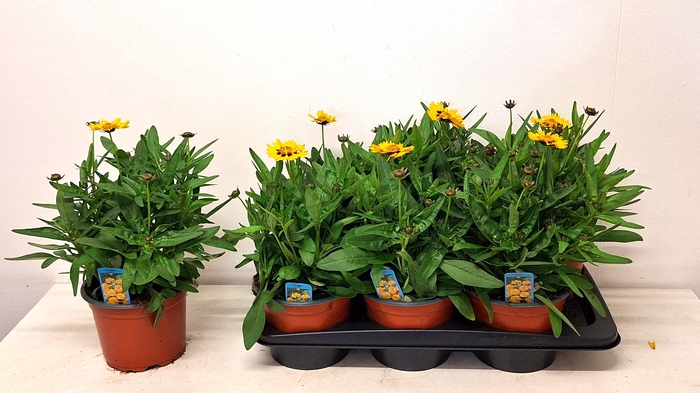 <h4>CORE GRANDIFLORA</h4>