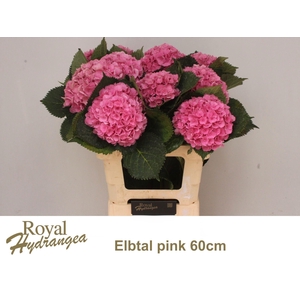 HYDR M ELBTAL RZ