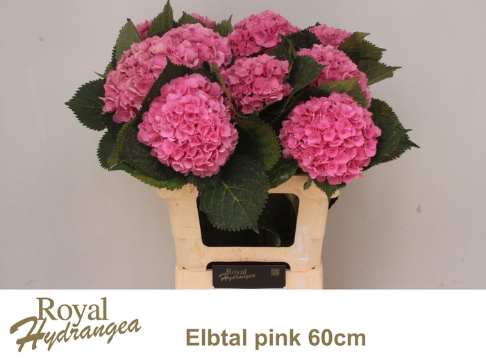 <h4>HYDR M ELBTAL RZ</h4>