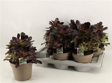 <h4>Aeonium Arbor</h4>