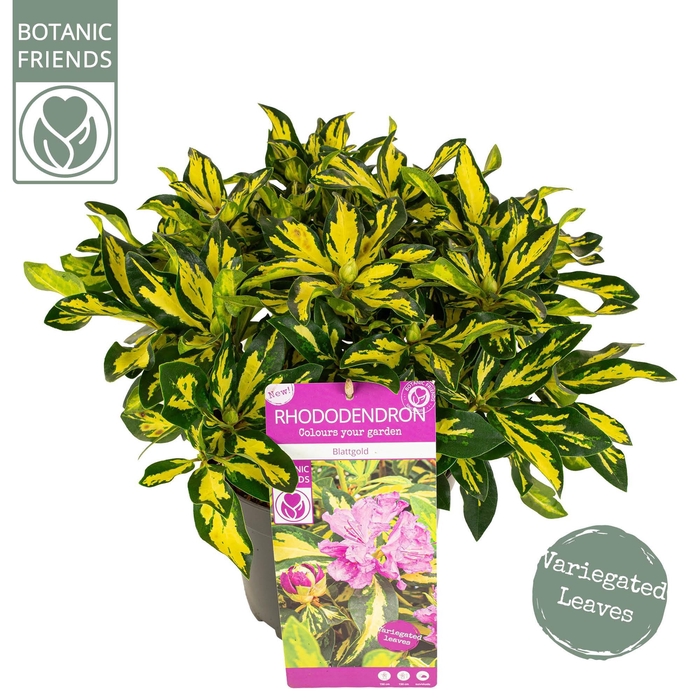 <h4>Rhododendron 'Blattgold' ®</h4>