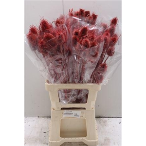 V-cardi Rood