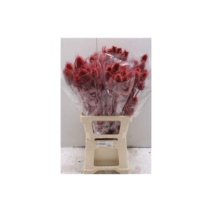 <h4>V-cardi Rood</h4>