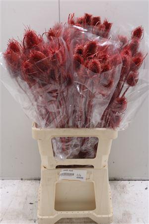 <h4>V-cardi Rood</h4>