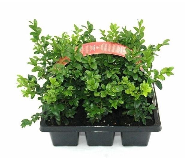 <h4>Buxus sempervirens 6-pack</h4>