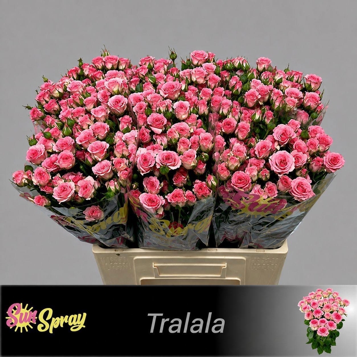 <h4>R TR TRALALA</h4>
