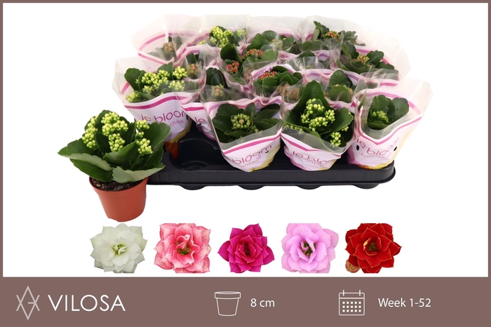 <h4>KAL GE GEM 5 KL</h4>