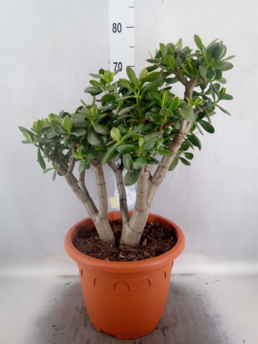 <h4>Crassula ovata 'Hummels Sunset'</h4>