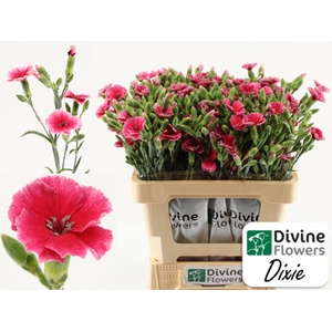 Di Solomio Dixie Divine