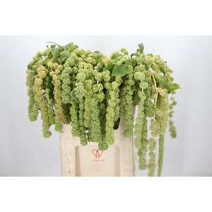 Amaranthus Caudatus Cycloop