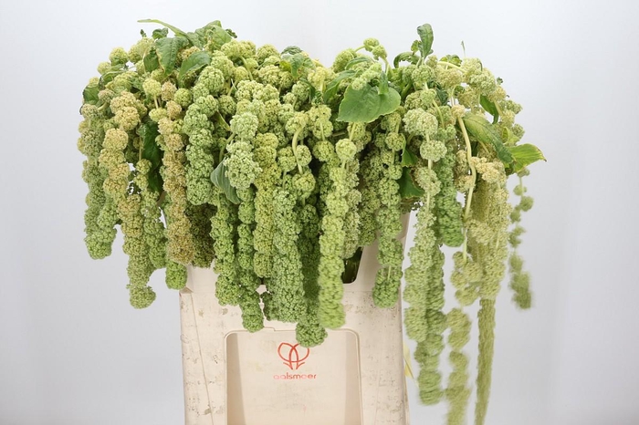 <h4>Amaranthus Caudatus Cycloop</h4>