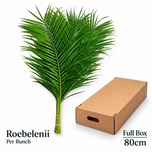 PHOENIX ROEBELENI BS