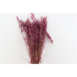 Dried Avena X5 Bordeaux Bunch