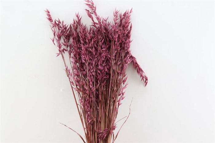 <h4>Dried Avena X5 Bordeaux Bunch</h4>