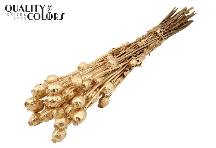 <h4>Papaver per bunch Antique Gold</h4>