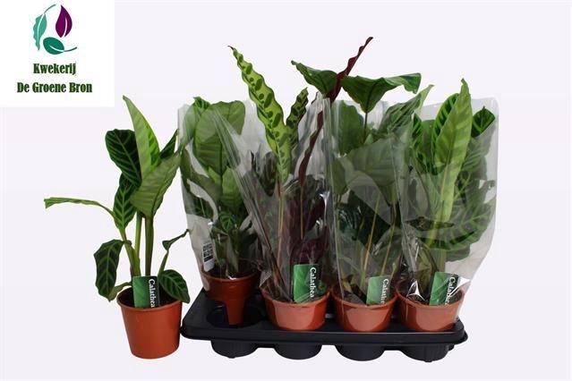 <h4>CALAT GEM 3 SRT</h4>