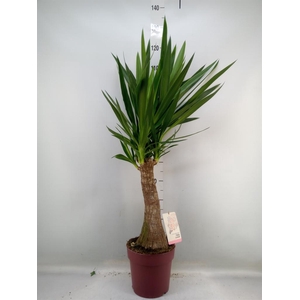 Yucca elephantipes   ...