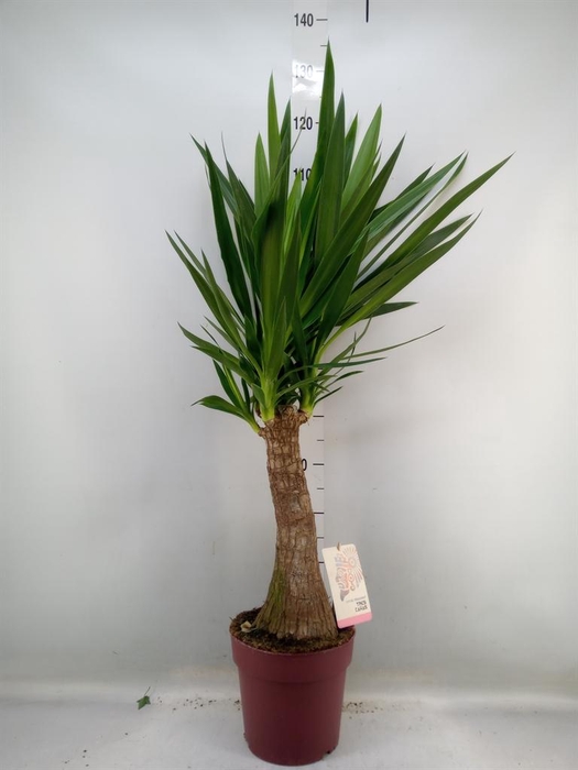 <h4>Yucca elephantipes   ...</h4>