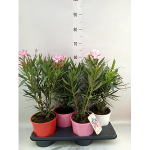 Nerium oleander   ...