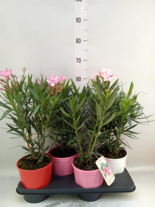 <h4>Nerium oleander   ...</h4>