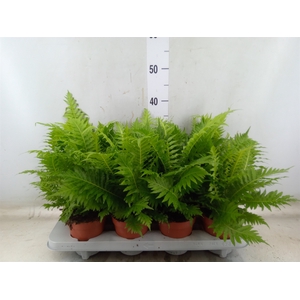 Blechnum gibbum 'Silver Lady'