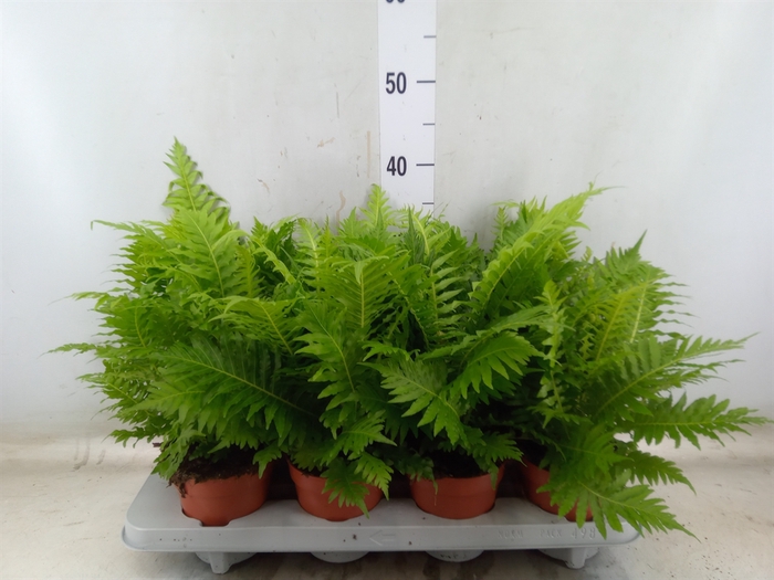 <h4>Blechnum gibbum 'Silver Lady'</h4>
