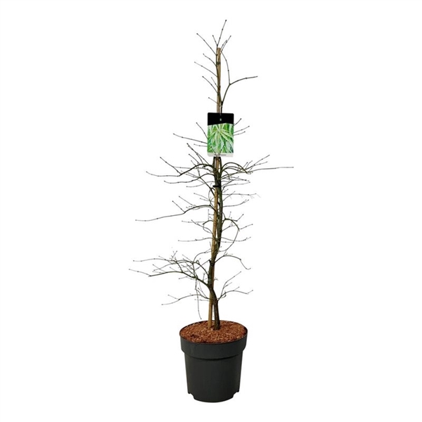 <h4>Acer pal. 'Dissectum'</h4>