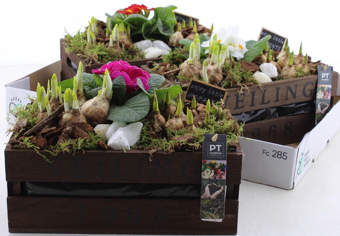 <h4>ARR PL IN SCHAAL</h4>