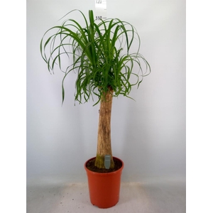 Beaucarnea recurvata