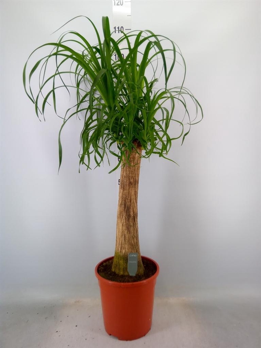 <h4>Beaucarnea recurvata</h4>