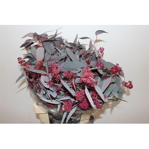 Euca Populus Bloei Lila P Bunch