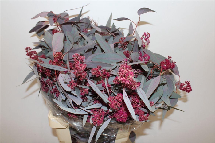 <h4>Euca Populus Bloei Lila P Bunch</h4>