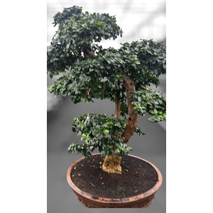 Carmona macrophylla, pot 57cm., Height 110cm (single item)