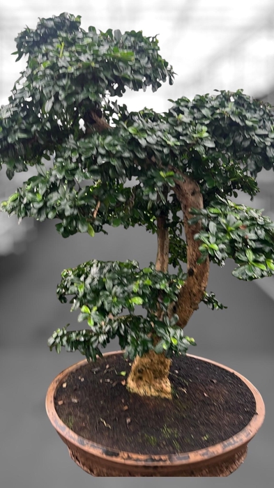 <h4>Carmona macrophylla, pot 57cm., Height 110cm (single item)</h4>