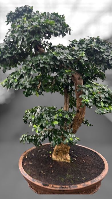 <h4>Carmona macrophylla, pot 57cm., Height 110cm (single item)</h4>