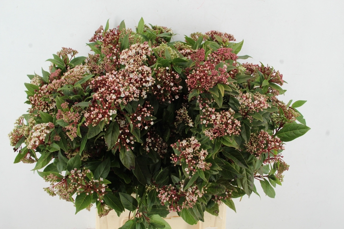 <h4>VIBUR TI RED SPIRIT</h4>