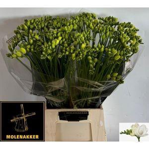 <h4>FR DU ESSENCE</h4>