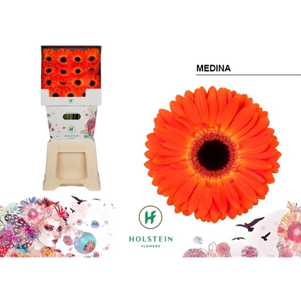 <h4>Ge Gr Medina Diamond Holstein</h4>